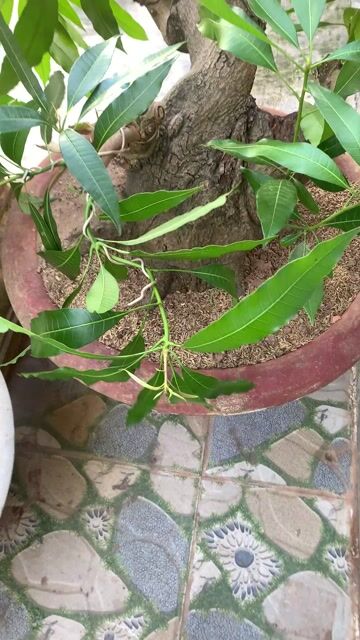 Cây cảnh Xoài Vanh 80 Lùn đẹp. Mua bán Cây cảnh, đồ trang trí tại Huyện Tiên Lãng Hải Phòng được đăng bởi Lê Đức toản  hình 1