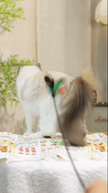 Mèo Ragdoll trên 2 tháng đã tiêm vaccine. Mua bán Mèo tại Thành phố Thủ Đức Tp Hồ Chí Minh được đăng bởi DƯƠNG MINH TRÍ VĨNH hình 1