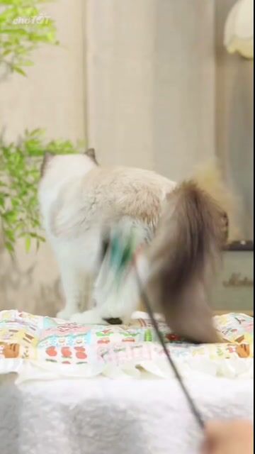 Mèo Ragdoll trên 2 tháng đã tiêm vaccine. Mua bán Mèo tại Thành phố Thủ Đức Tp Hồ Chí Minh được đăng bởi DƯƠNG MINH TRÍ VĨNH hình 1
