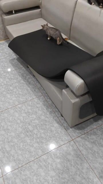 Mèo Đen Xám đã biết ăn. Mua bán Mèo tại Huyện Xuyên Mộc Bà Rịa - Vũng Tàu được đăng bởi tài hình 1