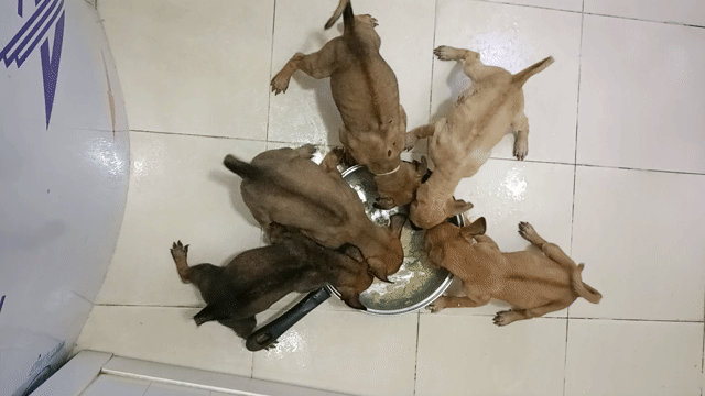 Chó Phú Quốc 06 tuần tuổi. Mua bán Chó tại Quận 12 Tp Hồ Chí Minh được đăng bởi Phạm Anh Khoa  hình 1