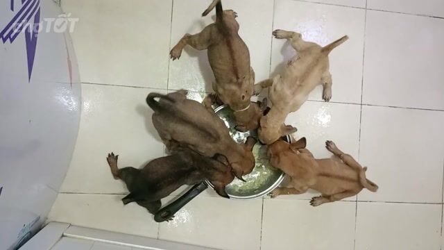 Chó Phú Quốc 06 tuần tuổi. Mua bán Chó tại Quận 12 Tp Hồ Chí Minh được đăng bởi Phạm Anh Khoa  hình 1