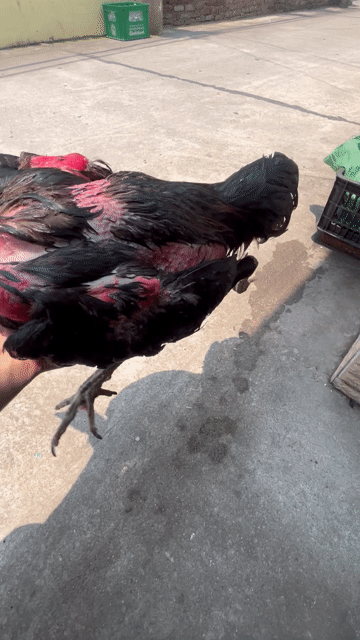 Gà chọi Đực Đen Đỏ 2.8kg. Mua bán Gà tại Quận Cẩm Lệ Đà Nẵng được đăng bởi Tô Ny Cao hình 1