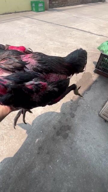 Gà chọi Đực Đen Đỏ 2.8kg. Mua bán Gà tại Quận Cẩm Lệ Đà Nẵng được đăng bởi Tô Ny Cao hình 1