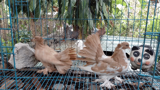 Chim bồ câu 3 tháng tuổi Nâu trắng. Mua bán Chim tại Huyện Bắc Tân Uyên Bình Dương được đăng bởi SEE TINH Pigeons v SEE TÌNH Bồ Câu Kiểng hình 1