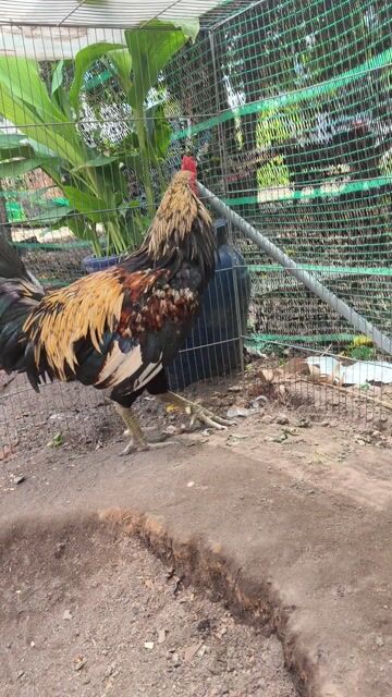 chuối siu mỹ trang 3k4 tay 1cuc log mới tơ rin . Mua bán Gà tại Thành phố Thủ Dầu Một Bình Dương được đăng bởi Thanh Tiền hình 1