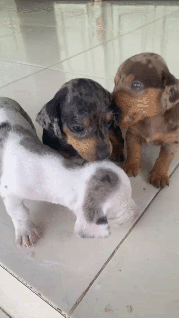 chó lạp xưởng cần gã. Mua bán Chó tại Huyện Hồng Ngự Đồng Tháp được đăng bởi Hồ Duy Tân hình 1