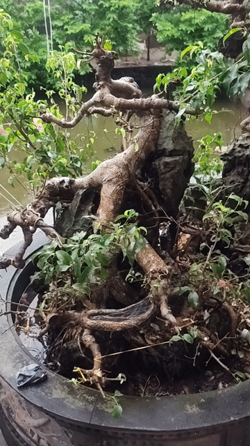 Cây cảnh Bonsai đá cần chăm sóc. Mua bán Cây cảnh, đồ trang trí tại Huyện Trực Ninh Nam Định được đăng bởi A Phong hình 1