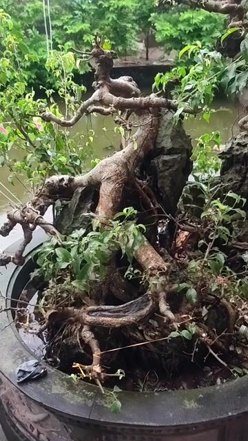 Cây cảnh Bonsai đá cần chăm sóc. Mua bán Cây cảnh, đồ trang trí tại Huyện Trực Ninh Nam Định được đăng bởi A Phong hình 1