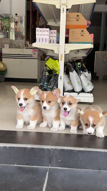 Corgi ú na ú nần. Mua bán Chó tại Quận Liên Chiểu Đà Nẵng được đăng bởi DC PETHOUSE hình 1