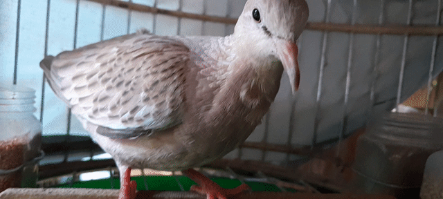 Chim cu gáy Thái vân rồng nâu nhạt dạn người. Mua bán Chim tại Huyện Bình Chánh Tp Hồ Chí Minh được đăng bởi Hai hình 1