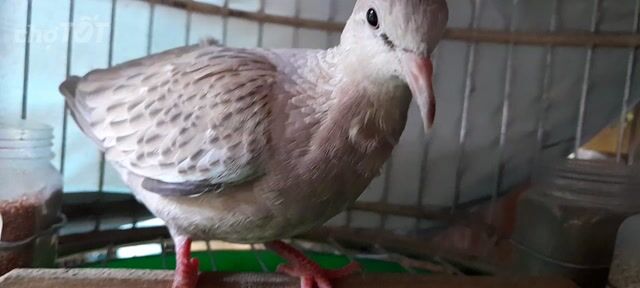 Chim cu gáy Thái vân rồng nâu nhạt dạn người. Mua bán Chim tại Huyện Bình Chánh Tp Hồ Chí Minh được đăng bởi Hai hình 1