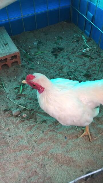 Gà cảnh màu Trắng. Mua bán Gà tại Huyện Nhà Bè Tp Hồ Chí Minh được đăng bởi LÊ VĂN GIÀU hình 1