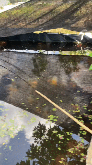 Cá Betta thủy sinh. Mua bán Thú cưng khác tại Huyện Bình Chánh Tp Hồ Chí Minh được đăng bởi Nghĩa Bán Cá hình 1