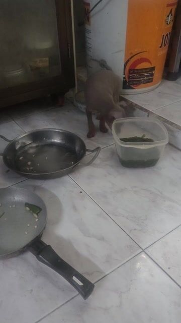 Chó Phốc hươu lilac đực 1,5 tháng tuổi. Mua bán Chó tại Quận Tân Bình Tp Hồ Chí Minh được đăng bởi Huỳnh Văn Hưng hình 1