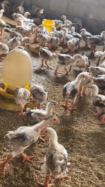 Gà Đông Tảo Chân to Khỏe mạnh. Mua bán Gà tại Huyện Phước Long Bạc Liêu được đăng bởi Lê Cường hình 1