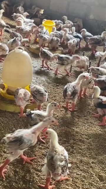 Gà Đông Tảo Chân to Khỏe mạnh. Mua bán Gà tại Huyện Phước Long Bạc Liêu được đăng bởi Lê Cường hình 1