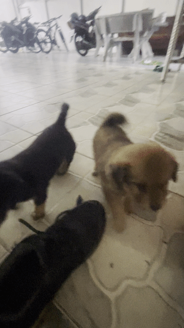Chó con Nâu Đen. Mua bán Chó tại Thành phố Vũng Tàu Bà Rịa - Vũng Tàu được đăng bởi Tuan hình 1