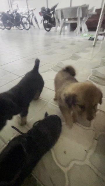 Chó con Nâu Đen. Mua bán Chó tại Thành phố Vũng Tàu Bà Rịa - Vũng Tàu được đăng bởi Tuan hình 1