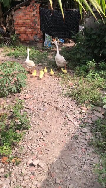 Ngỗng con màu Vàng. Mua bán Thú cưng khác tại Huyện Tam Bình Vĩnh Long được đăng bởi Hai hình 1