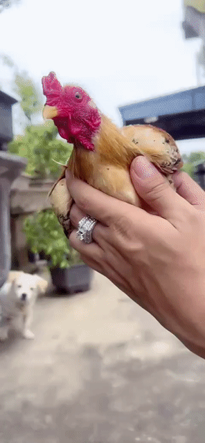 Gà cảnh nhiều màu cả hai. Mua bán Gà tại Huyện Sóc Sơn Hà Nội được đăng bởi Đức mjnh hình 1