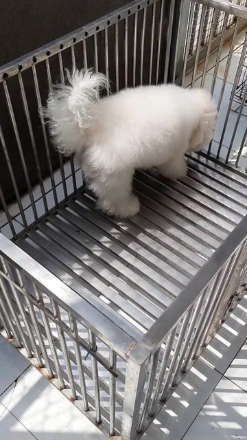 bichonn đực giống. Mua bán Chó tại Quận 7 Tp Hồ Chí Minh được đăng bởi tran nguyen ngoc khanh hình 1