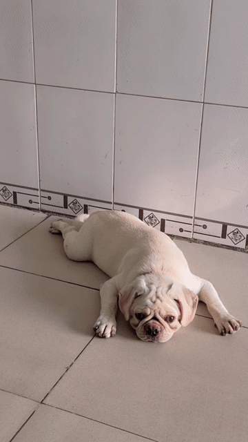 Chó Pug đực 5 tháng. Mua bán Chó tại Thành phố Thuận An Bình Dương được đăng bởi Tra Duyen hình 1