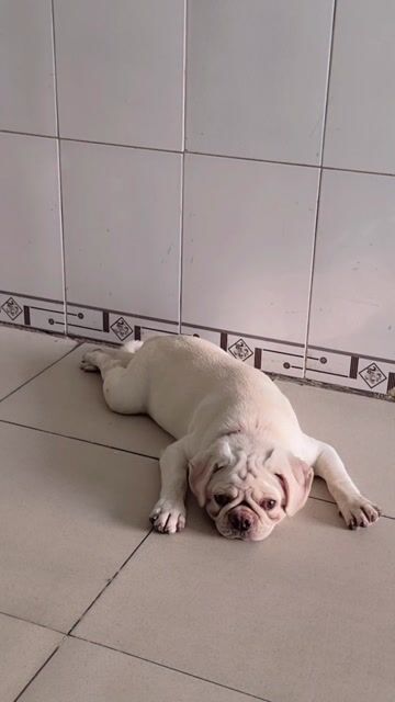 Chó Pug đực 5 tháng. Mua bán Chó tại Thành phố Thuận An Bình Dương được đăng bởi Tra Duyen hình 1