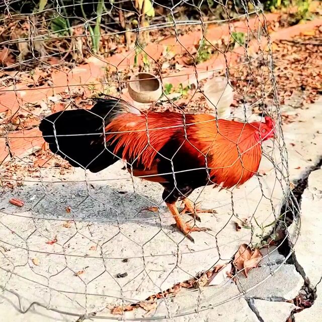 Gà Tơ trống màu Nâu đỏ. Mua bán Gà tại Thị xã Tân Châu An Giang được đăng bởi Quang Tuấn hình 1