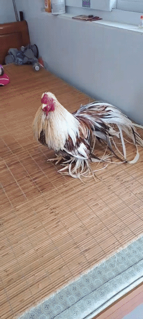 Gà cảnh Khét bông. Mua bán Gà tại Quận Liên Chiểu Đà Nẵng được đăng bởi Nguyễn Trọng Huy hình 1