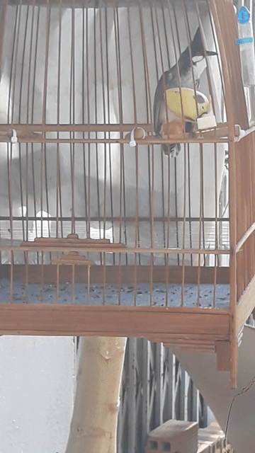 Chim chào mào 1 mùa đang ra đuôi. Mua bán Chim tại Quận Bình Tân Tp Hồ Chí Minh được đăng bởi chuyên vẽ tranh sơn dầu hình 1