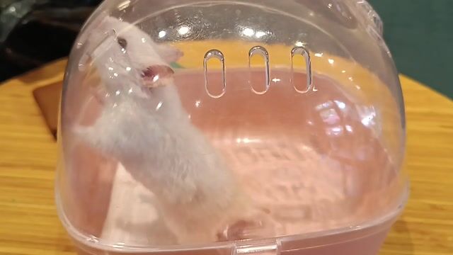 Chuột Hamster bear đực. Mua bán Thú cưng khác tại Quận Gò Vấp Tp Hồ Chí Minh được đăng bởi Ivan hình 1