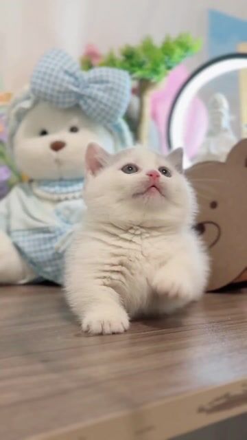 Mèo muchckin chân ngắn bicolor thuần chủng. Mua bán Mèo tại Quận Gò Vấp Tp Hồ Chí Minh được đăng bởi Như Ý hình 1