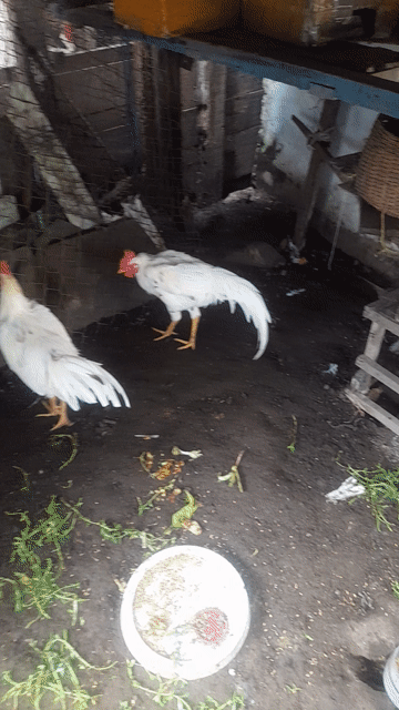 Gà tơ 3 con 6 tháng. Mua bán Gà tại Thành phố Rạch Giá Kiên Giang được đăng bởi Hoàng Phương hình 1