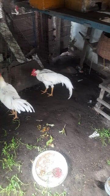 Gà tơ 3 con 6 tháng. Mua bán Gà tại Thành phố Rạch Giá Kiên Giang được đăng bởi Hoàng Phương hình 1