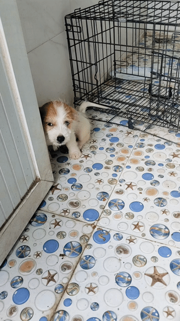 Chó Phốc lai đực 2 tháng trắng nâu. Mua bán Chó tại Huyện Thanh Trì Hà Nội được đăng bởi Nguyễn Hoàng hình 1