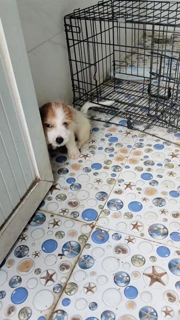 Chó Phốc lai đực 2 tháng trắng nâu. Mua bán Chó tại Huyện Thanh Trì Hà Nội được đăng bởi Nguyễn Hoàng hình 1