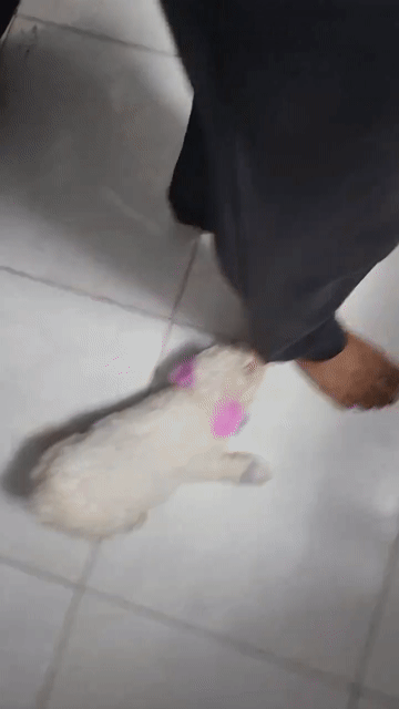 Chó Poodle Tiny Trắng pha tím/xanh 3 tháng. Mua bán Chó tại Quận 7 Tp Hồ Chí Minh được đăng bởi ThanhB hình 1