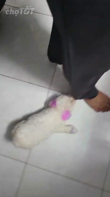 Chó Poodle Tiny Trắng pha tím/xanh 3 tháng. Mua bán Chó tại Quận 7 Tp Hồ Chí Minh được đăng bởi ThanhB hình 1