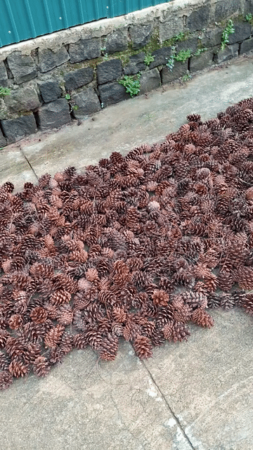 Trái thông khô Gỗ Đủ size. Mua bán Cây cảnh, đồ trang trí tại Huyện Đức Trọng Lâm Đồng được đăng bởi Nguyễn Hằng hình 1