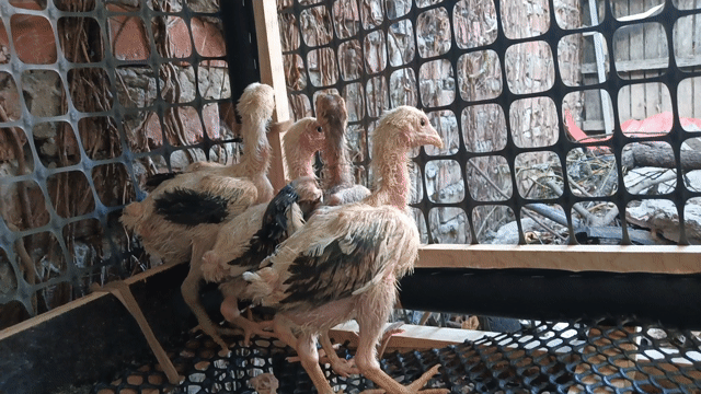 Gà chọi con Vàng, Đen. Mua bán Gà tại Huyện Đông Anh Hà Nội được đăng bởi Kiến Lửa hình 1