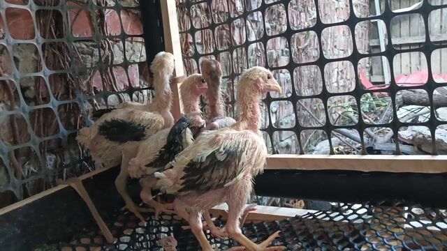 Gà chọi con Vàng, Đen. Mua bán Gà tại Huyện Đông Anh Hà Nội được đăng bởi Kiến Lửa hình 1
