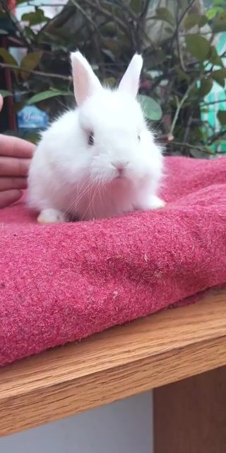 Thỏ Hà Lan lùn cái 1 tháng. Mua bán Thú cưng khác tại Quận Bình Tân Tp Hồ Chí Minh được đăng bởi Le Dat hình 1