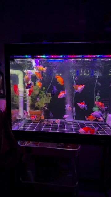 Hồ 60x30x40cm kèm lọc tràn+bơm. Mua bán Phụ kiện, Thức ăn, Dịch vụ tại Quận 4 Tp Hồ Chí Minh được đăng bởi Phạm Tiểu Vy hình 1