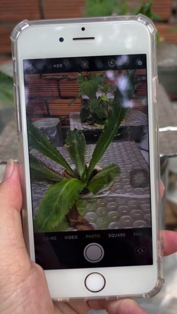 Apple iPhone 6s giá tốt. Mua bán Điện thoại tại Thành phố Biên Hòa Đồng Nai được đăng bởi ĐienThoaiCu hình 1