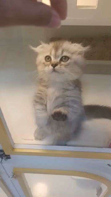 Mèo Munchkin đực 2.5 tháng. Mua bán Mèo tại Quận 6 Tp Hồ Chí Minh được đăng bởi Nguyễn Nghĩa hình 1