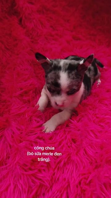 Chó Chihuahua cái màu merle độc lạ. Mua bán Chó tại Quận 8 Tp Hồ Chí Minh được đăng bởi Chihuahua nhà ZoZo hình 1