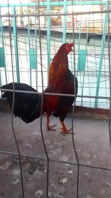 Gà F1 Zin đực 1.7kg. Mua bán Gà tại Quận 3 Tp Hồ Chí Minh được đăng bởi Phạm Cúc hình 1