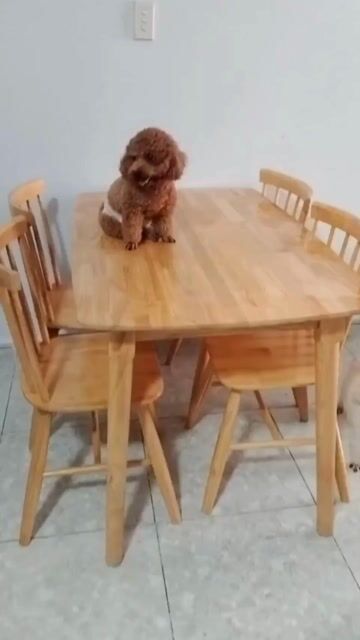 Bàn Gỗ 1m2–1m6 4–6 Ghế Giao Hàng Tận Nơi. Mua bán Bàn ghế tại Thành phố Dĩ An Bình Dương được đăng bởi Lê Nguyễn Kiều Anh hình 1