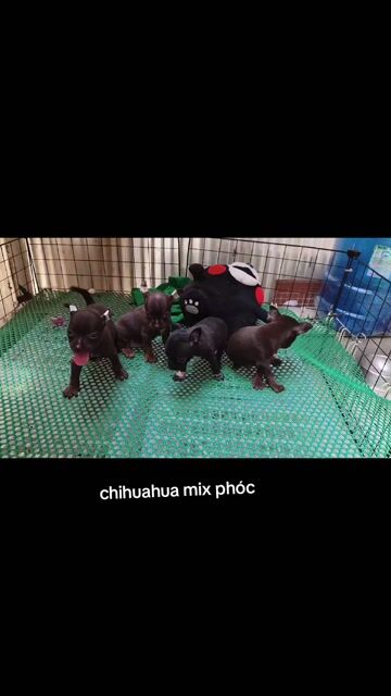 Chó Chihuahua mix Phốc hươu 2 tháng. Mua bán Chó tại Quận 8 Tp Hồ Chí Minh được đăng bởi Chihuahua nhà ZoZo hình 1